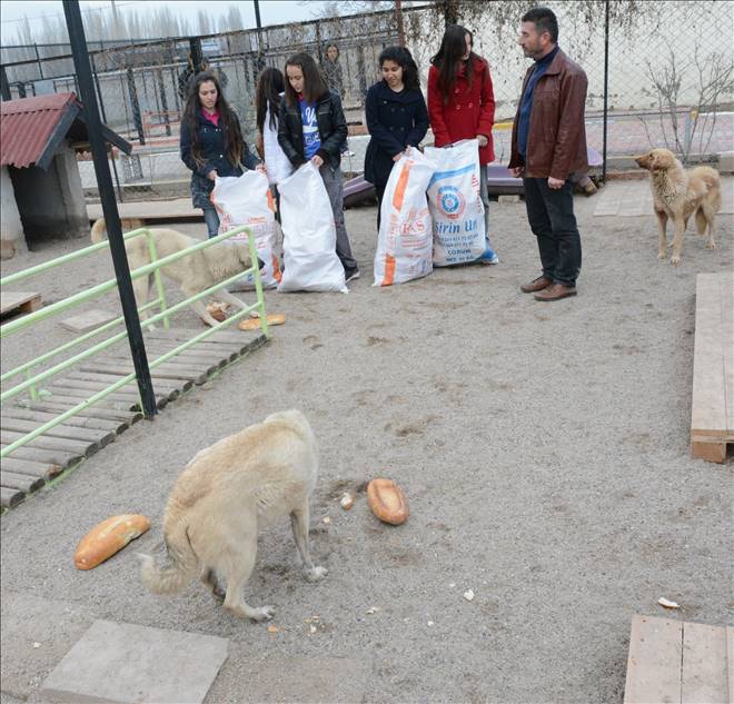 Malaklılar derneği ve öğrencileri köpeklere ekmek verdi