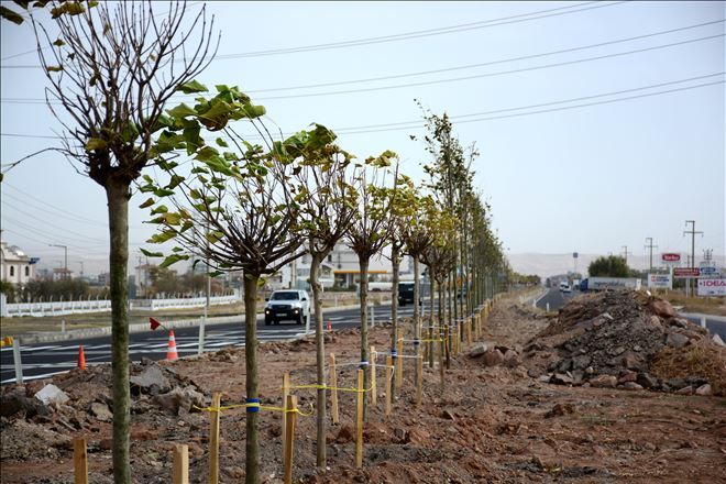 Aksaray-Konya Karayoluna 300 Adet Ağaç Dikiliyor
