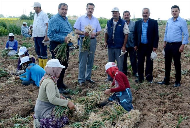 Aksaray´da Çiftçilerin Olmaz Dediği Sarımsak Şimdi Türkiye Dördüncüsü