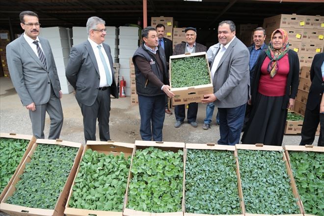 44 çiftçiye 569.420 adet sertifikalı sebze fidesi dağıtıldı