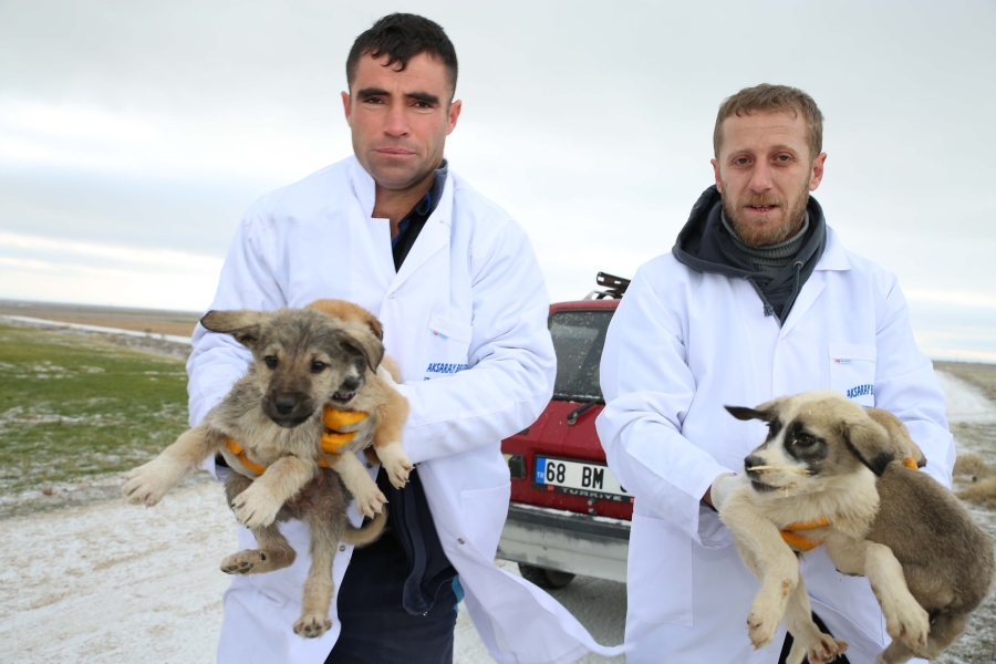 Aksaray Belediyesi Ölüme Terk Edilen Yavru Köpeklere Şefkat Eli Uzattı