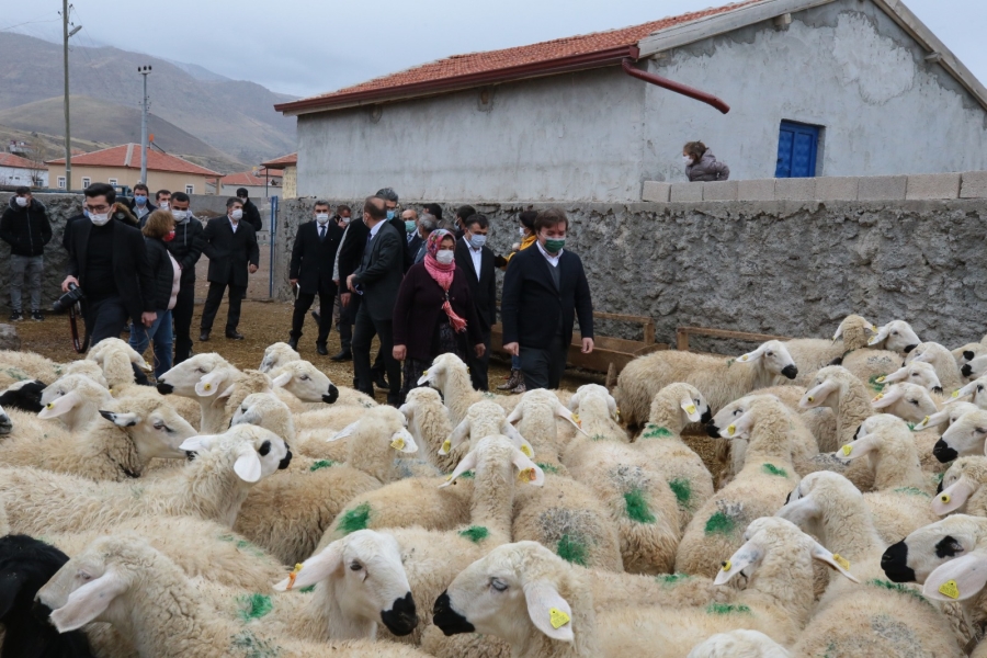 Vali Hamza Aydoğdu Koyunlar çoğalacak üretici kazanacak dedi