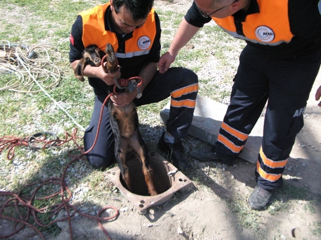 Sondaj kuyusuna düşen yavru keçi AFAD ekiplerince kurtarıldı