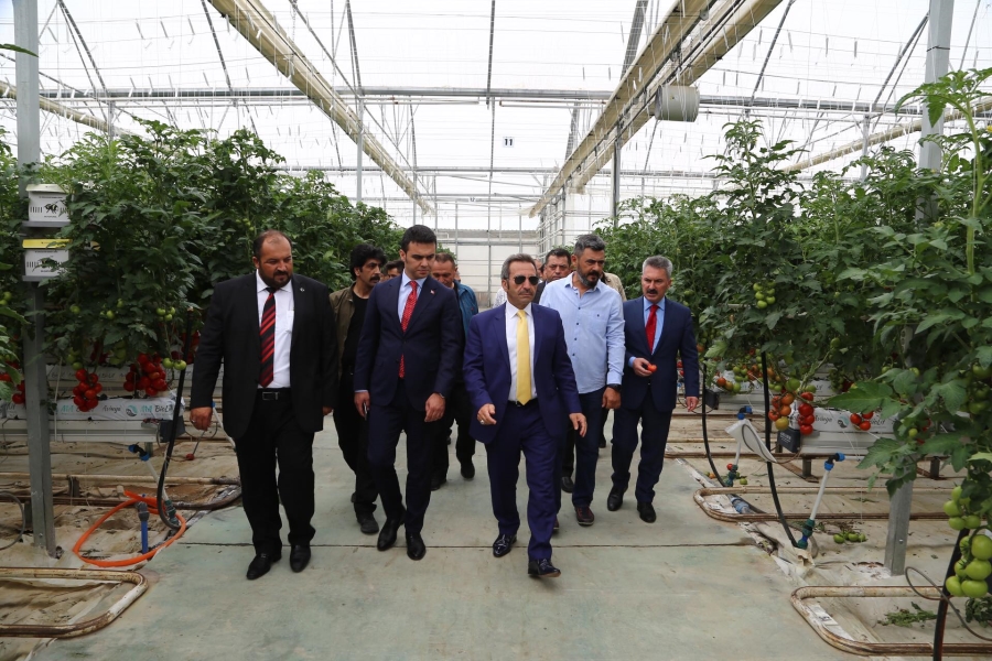 Vali Ali Mantı 12 ay domates üretimi yapılan seraları inceledi