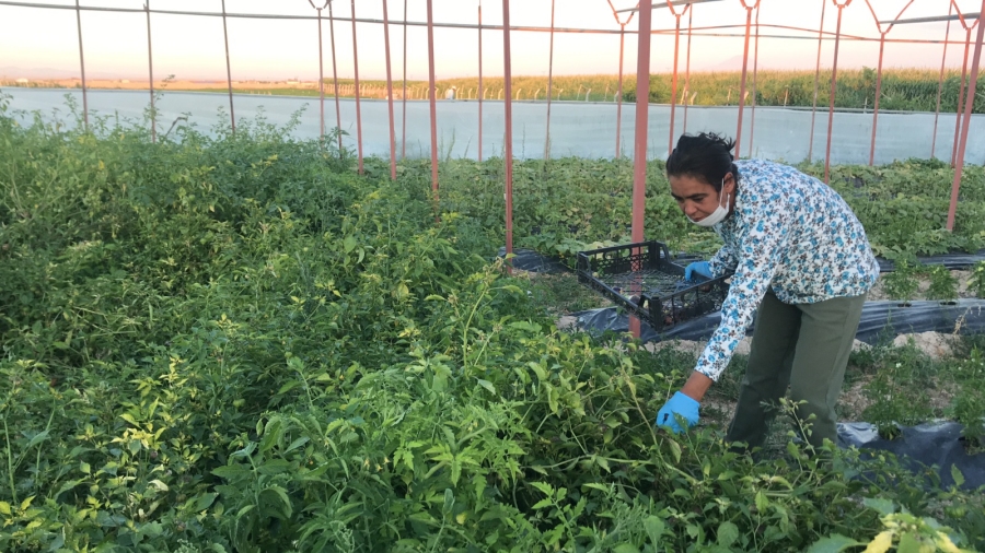 Kadın üretici yetiştirdiği Mor Çilekleri yurtiçi ve yurtdışına gönderiyor