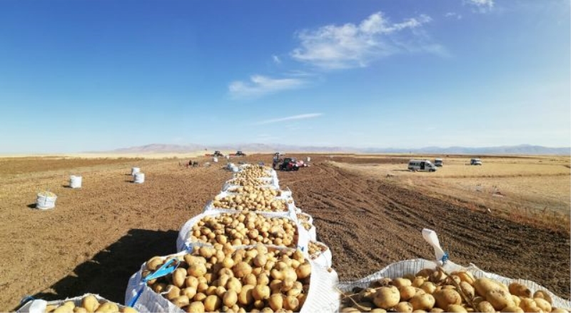Nevşehir’de patatesler depoda kaldı (Özel Haber)