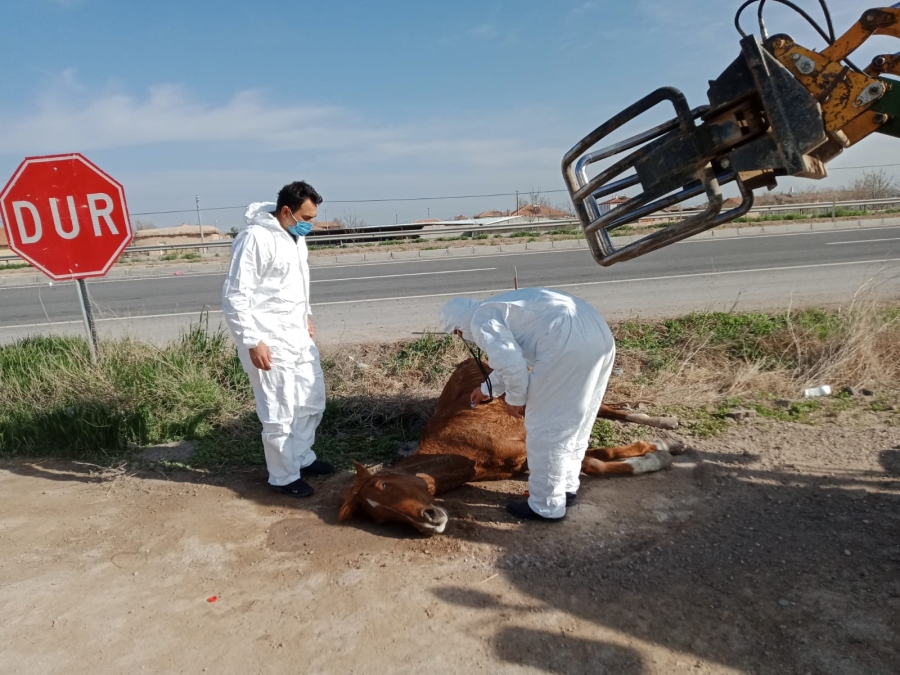 Otomobilin çarptığı yaralı atı hayvan sever çiftçinin dikkati kurtardı