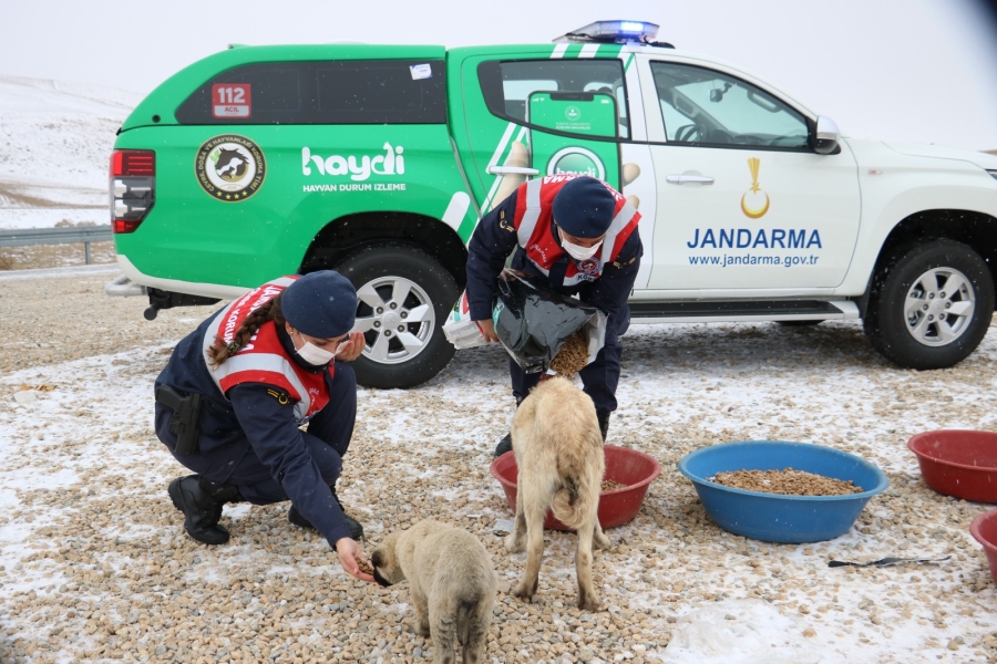 Jandarma Zorlu Kış Şartlarında Doğa ve Sokak Hayvanlarını Unutmadı
