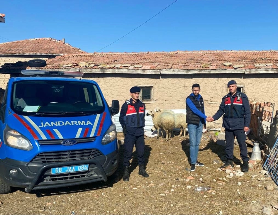 Aksaray Yeşiltepe Beldesinde Kaybolan Koyunları Jandarma Bularak Sahibine Teslim Etti