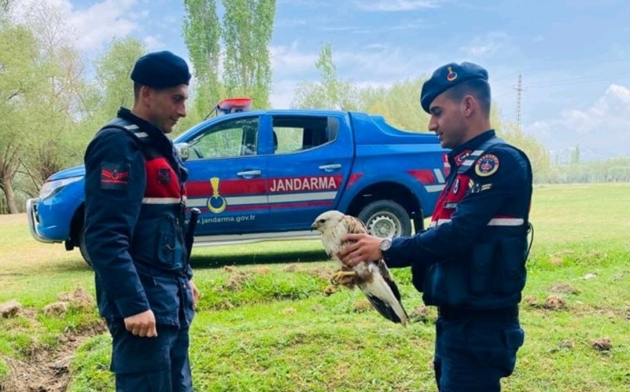 Jandarmanın yakaladığı yaralı şahin kuşu tedavi altına alındı