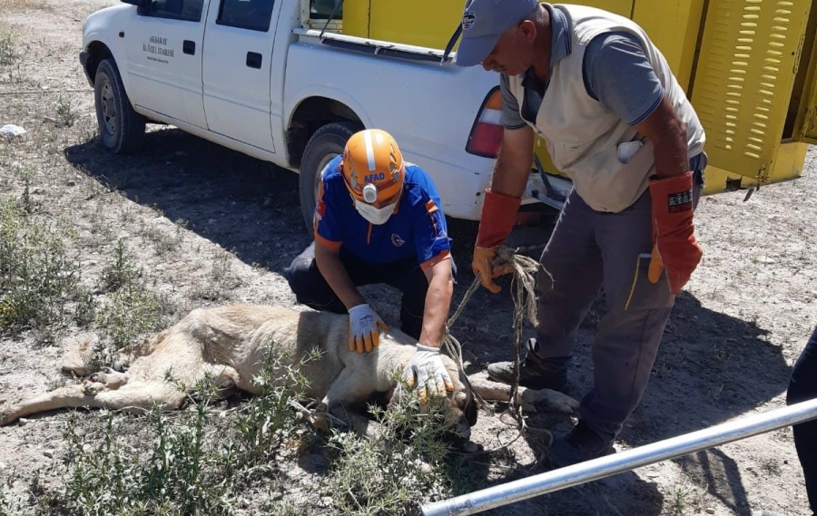 Aksaray AFAD Ekibi 4 Metrelik Kuyuya Düşen Köpeği Kurtardı 