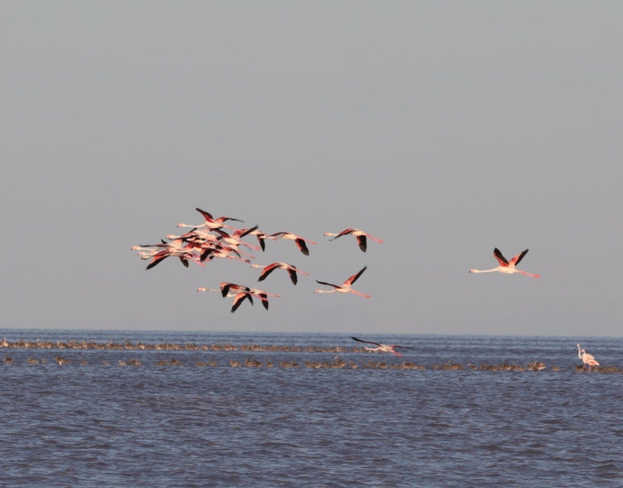 Aksaray Valisi Hamza Aydoğdu Allı turna flamingoların gün batımında en iyi izlendiği yer Aksaray’dır dedi