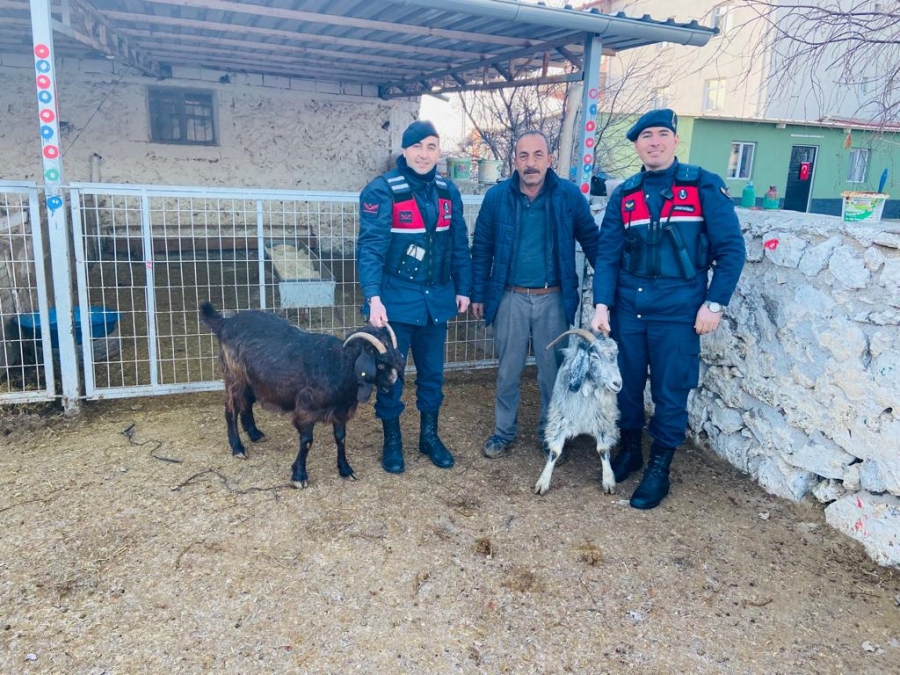 Yol Kenarında Yayılan Keçileri Aksaray’da Çaldılar Polatlı