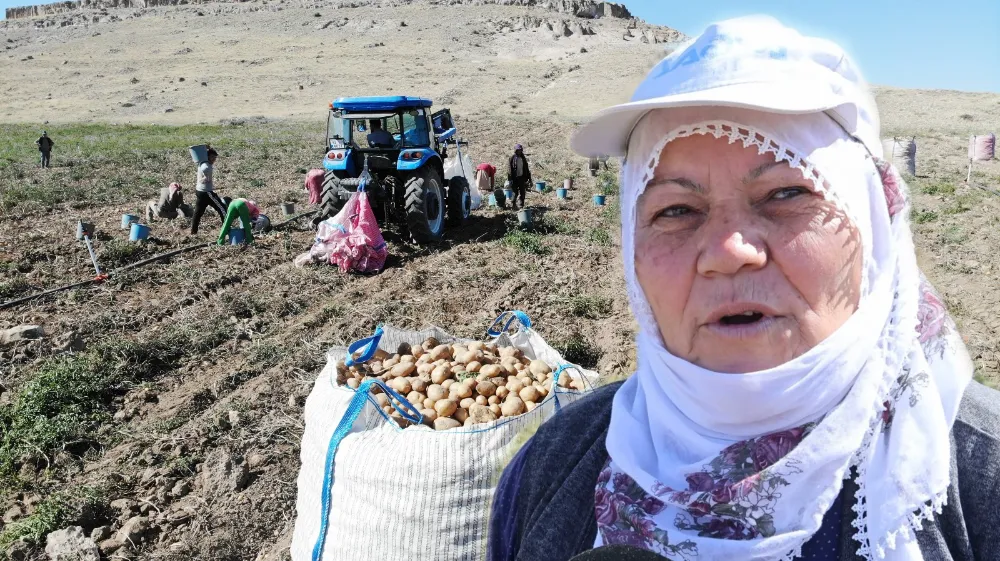 Sofraların vazgeçilmezi patates tarlada 2, pazarda 10 lira