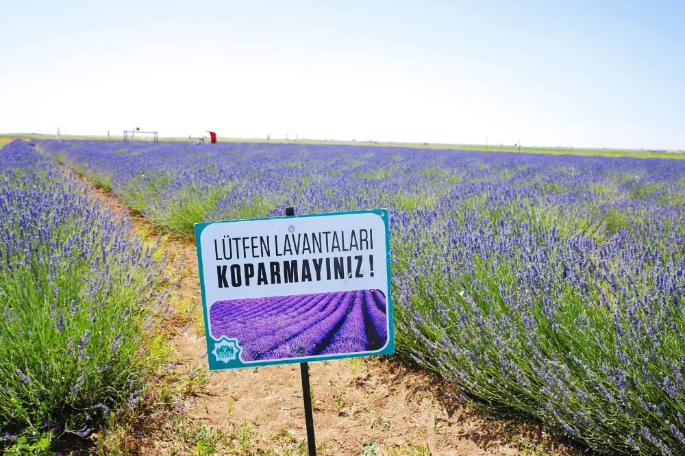 GÖZ KAMAŞTIRAN MOR TARLALAR YENİ SEZONA HAZIRLANIYOR