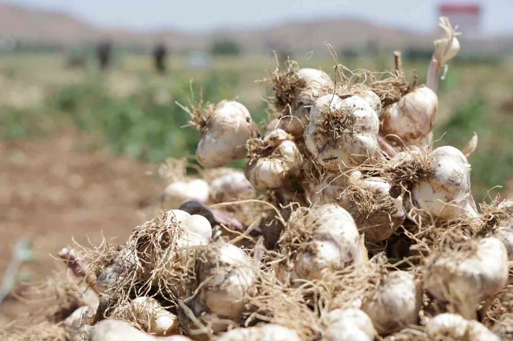 Aksaray sarımsağı Almanya ve Rusya da