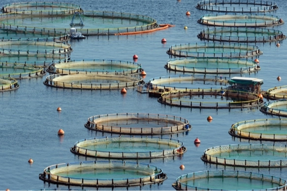 Türkiye, Akdeniz ve Karadeniz su ürünlerinde lider konumda