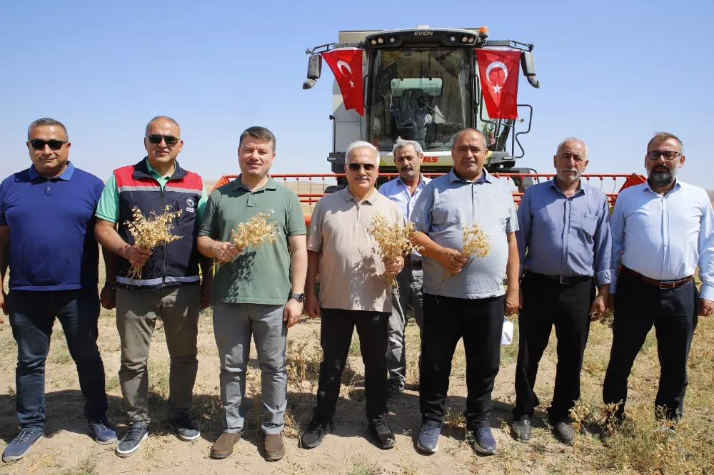 Aksaray Belediyesi Geleneksel Nohut Hasadı Programı Düzenledi 