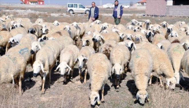 Çobanlara Eğitim Kursu Açılıyor