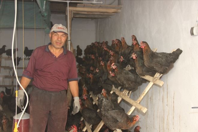 Hobi olarak başladı, tavuk çiftliği kurdu