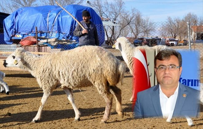 Aksaray´da Çobanlar Yarışacak