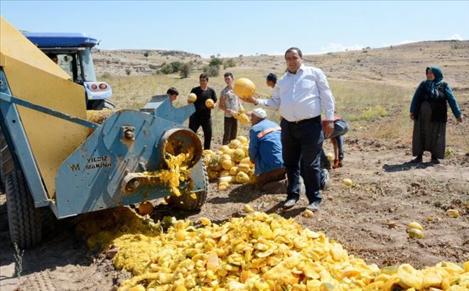Aksaray´da Çerezlik Kabak Çekirdeği Hasadı Başladı