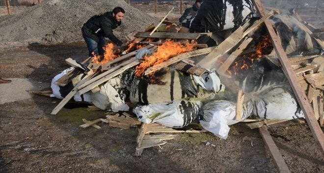 1 Ton 180 kilo esrar yakılarak imha edildi