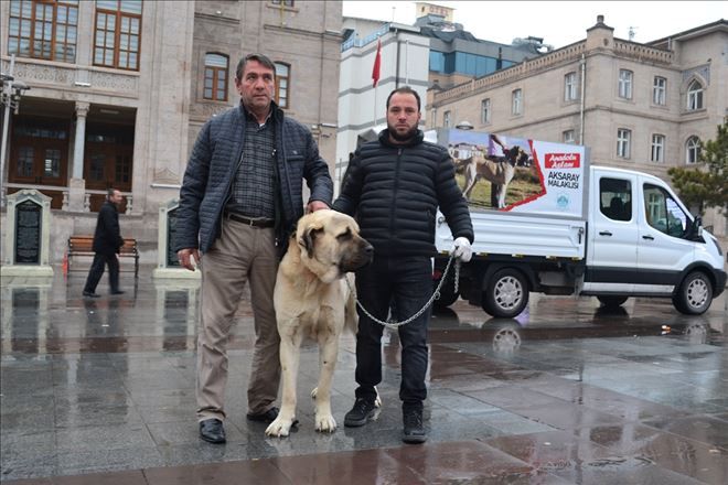 Aksaray Malaklısı EMİTT Fuarı´nda tanıtılacak-Aksaray Haberleri
