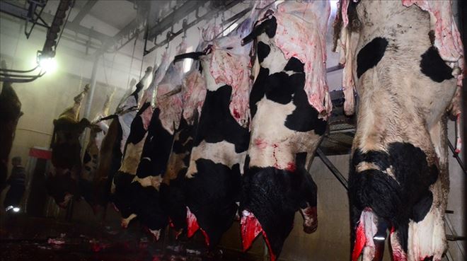 Aksaray´da Canlı Hayvan Kesimi Başladı
