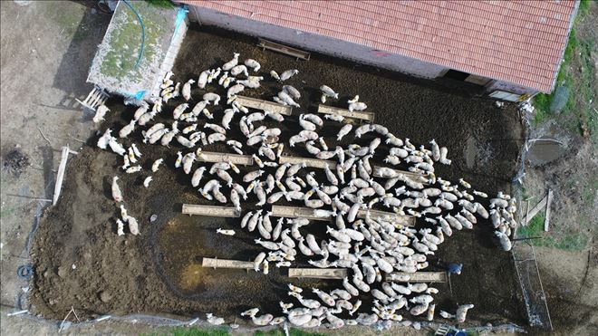 Süt kuzuları"nın anneleriyle buluşma sevinci