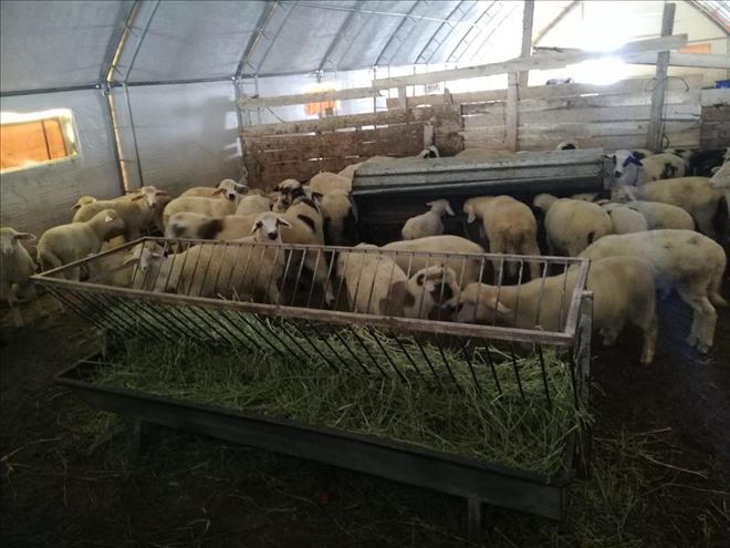 Aksaray´a Kop ile Çoban Evleri ve Ağıllar Yerleşiyor Yaylalar Şenleniyor