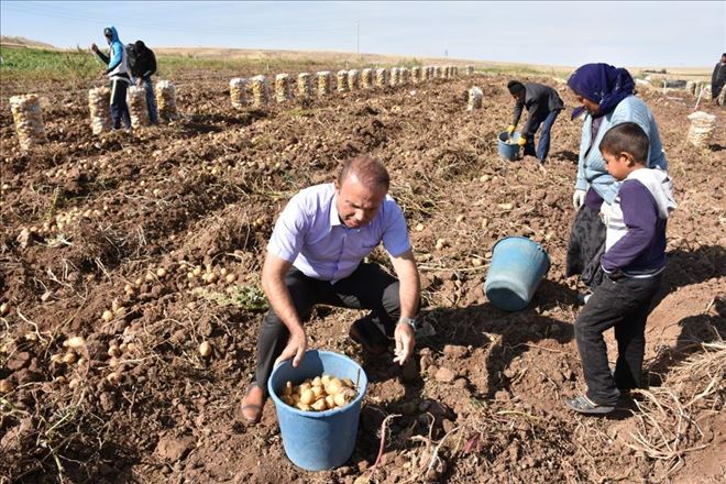 Patates Ekiminde Bazı Gölgeler Hariç İlimizde Engel Yok