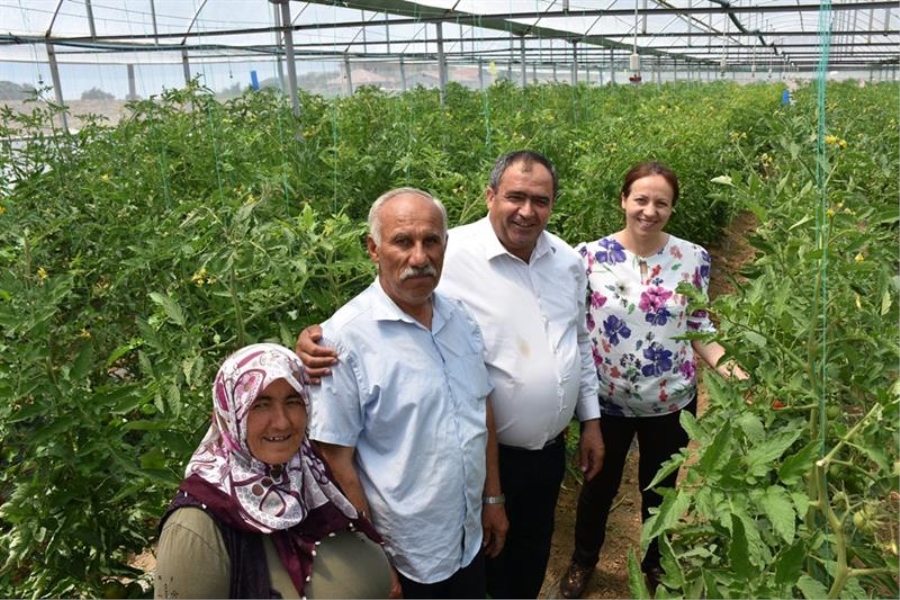 Seralarda Ürünler Hasat Ediliyor