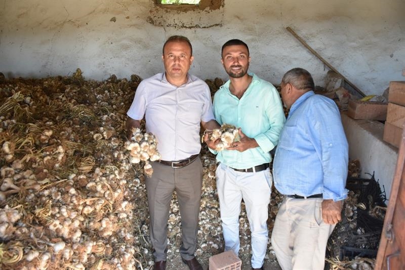 AKSARAY'DAN YURTDIŞINA SARIMSAK İHRACATI YAPILIYOR