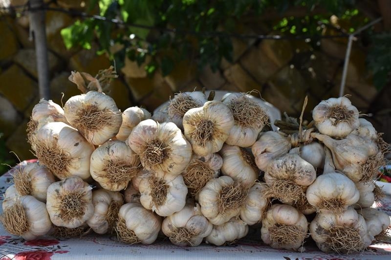 AKSARAY'DAN YURTDIŞINA SARIMSAK İHRACATI YAPILIYOR