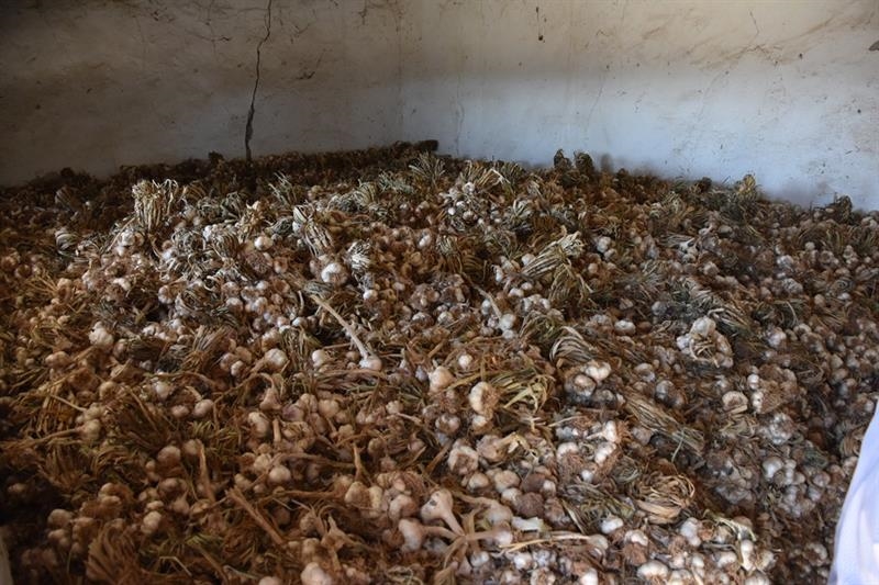 AKSARAY'DAN YURTDIŞINA SARIMSAK İHRACATI YAPILIYOR