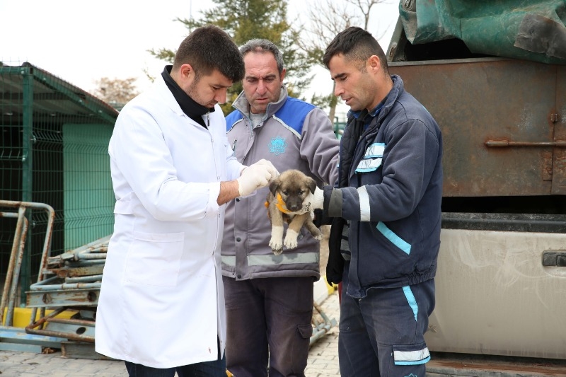 Aksaray Belediyesi Ölüme Terk Edilen Yavru Köpeklere Şefkat Eli Uzattı