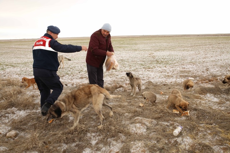 Aksaray Belediyesi Ölüme Terk Edilen Yavru Köpeklere Şefkat Eli Uzattı