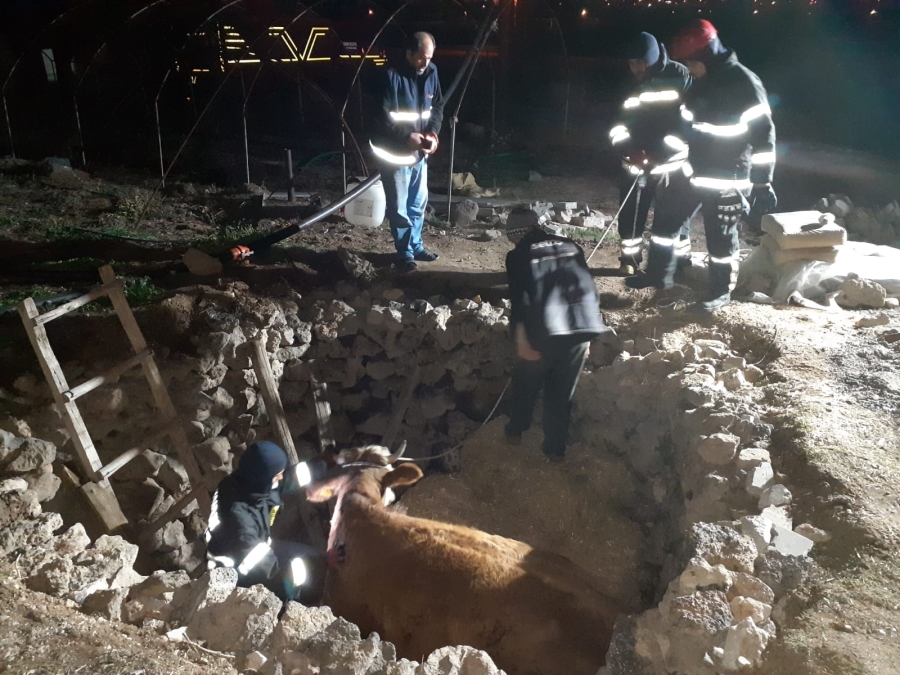 Aksarayda fosseptik çukuruna düşen hamile inek kurtarıldı