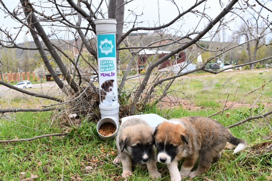 Belediye park ve yeşil alanlara su ve mama kabı yerleştirdi.