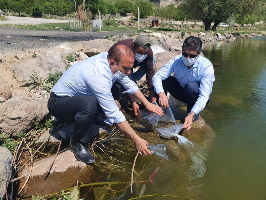 Aksaray'da 20 gölete 137 bin sazan balığı yavrusu bırakıldı.