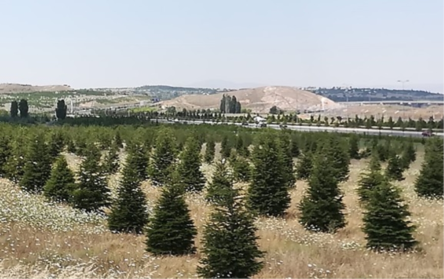 Sağlık Kahramanlarına Hatıra Ormanı kurulacak