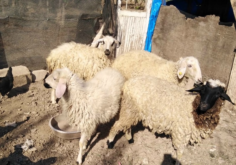 Aksaray'da Evden Yapılan Hırsızlık Bır Dramı Ortaya Çıkardı