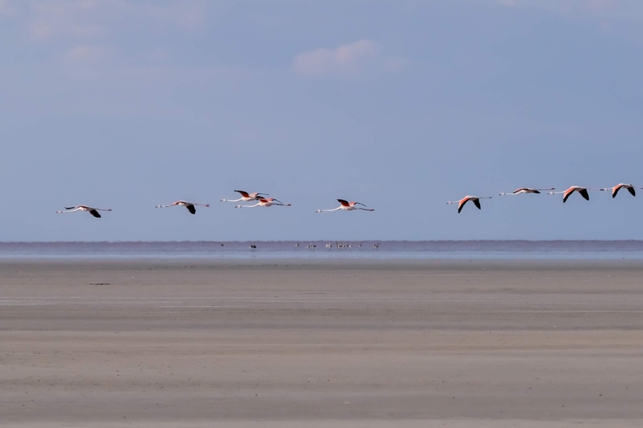 Doğa harikası Tuz Gölü’nde yavru flamingo şöleni