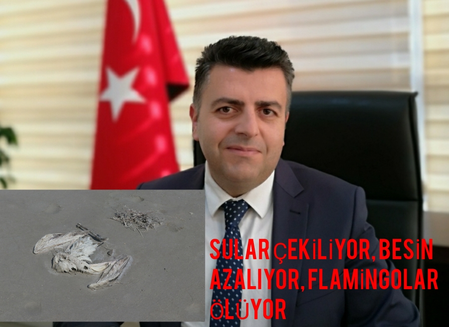 Sular çekiliyor, besin azalıyor, flamingolar ölüyor