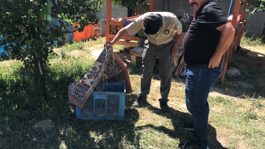 Aksaray’da yaralı bulunan kızıl başlı Şahin tedavi altına alındı