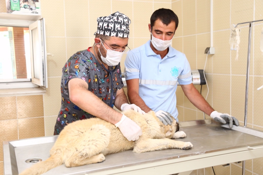 SAHİPSİZ KÖPEKLERE AKSARAY BELEDİYESİ SAHİP ÇIKTI