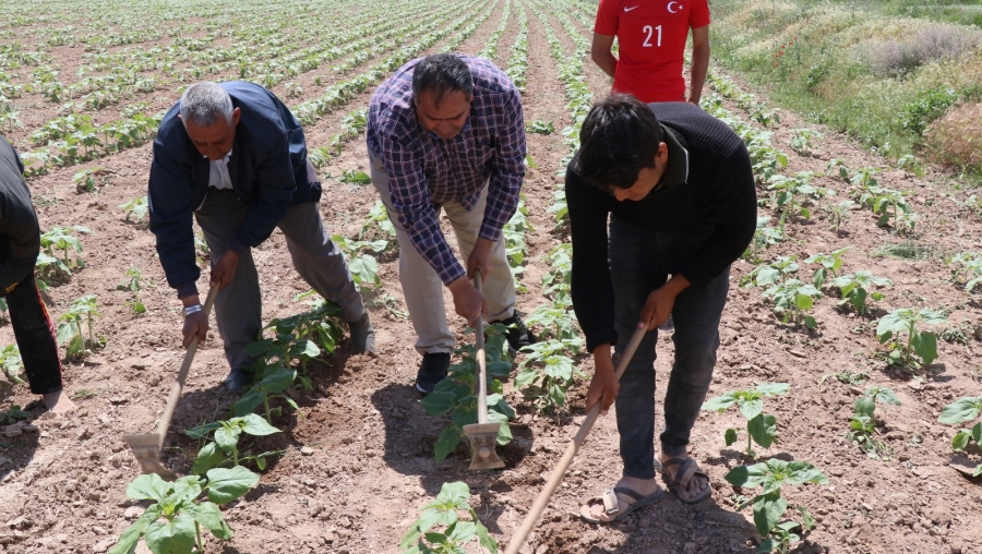 Aksaray'da tarımsal üretim hızlı devam ediyor