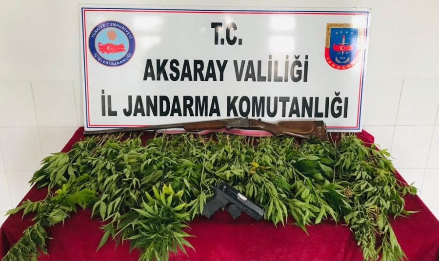 Aksaray'da kenevir üreticisine jandarma baskın yaptı 120 adet kenevir bitkisi ele geçirdi