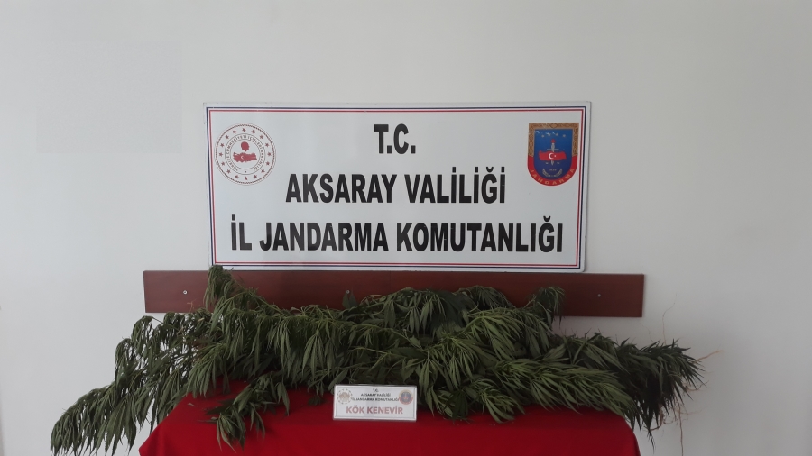 Aksaray'da kenevir bitkisi yetiştiren 3 kişi yakalandı